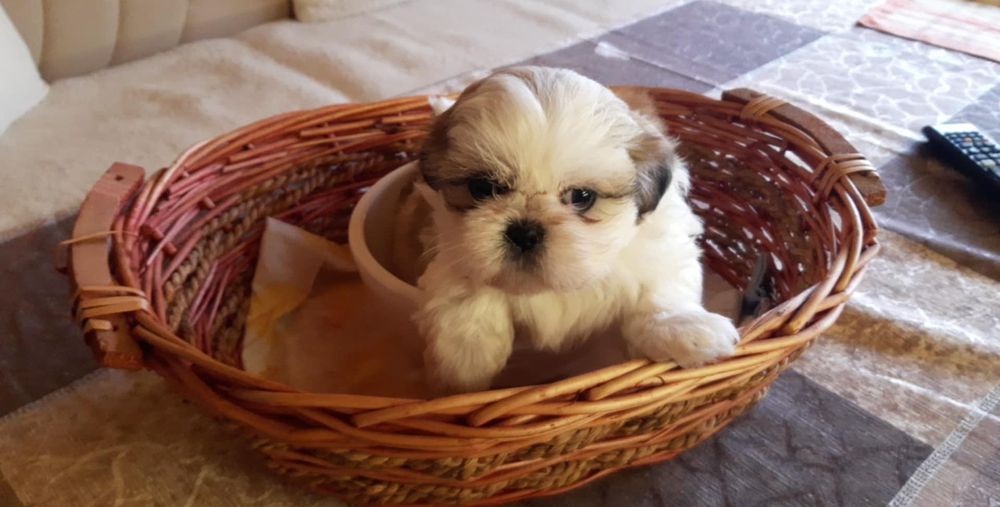 Кученца порода Ши Тцу