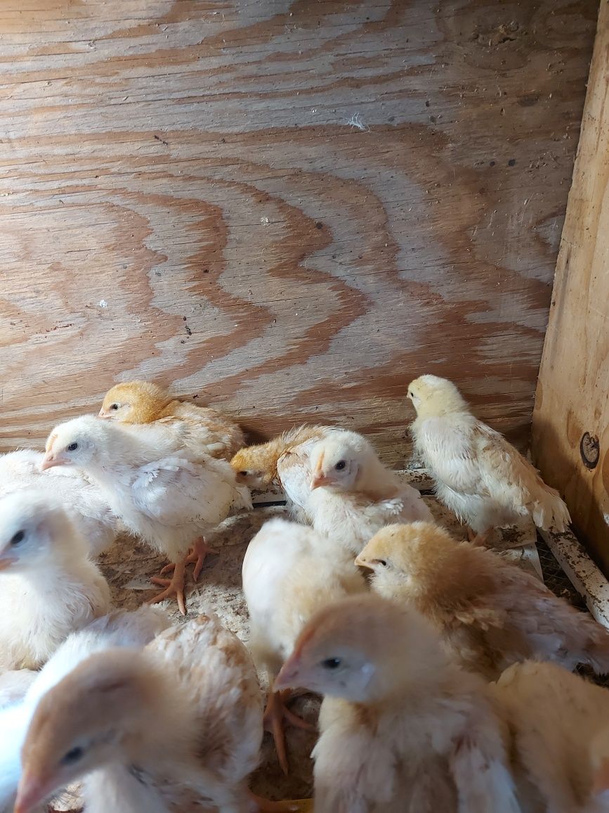 Инкубация  яиц кур, гусей, уток и другой птицы.