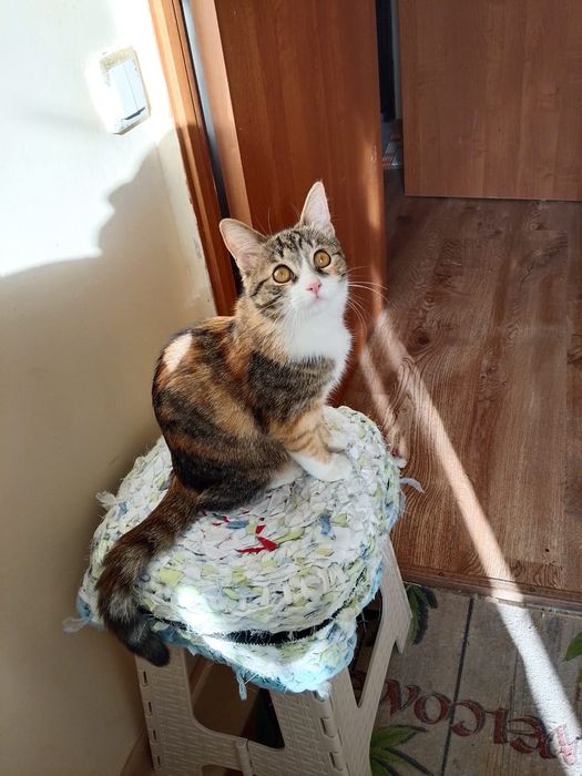 Отдам в добрые руки котёнка