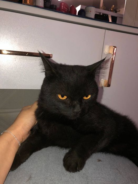 Кот Скотиш страйт продаю