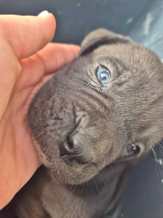 Кане Корсо / Cane Corso