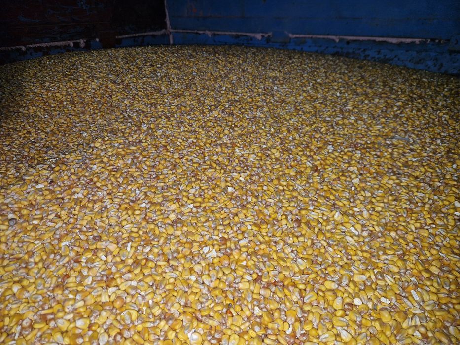 Porumb boabe 1,20 kg