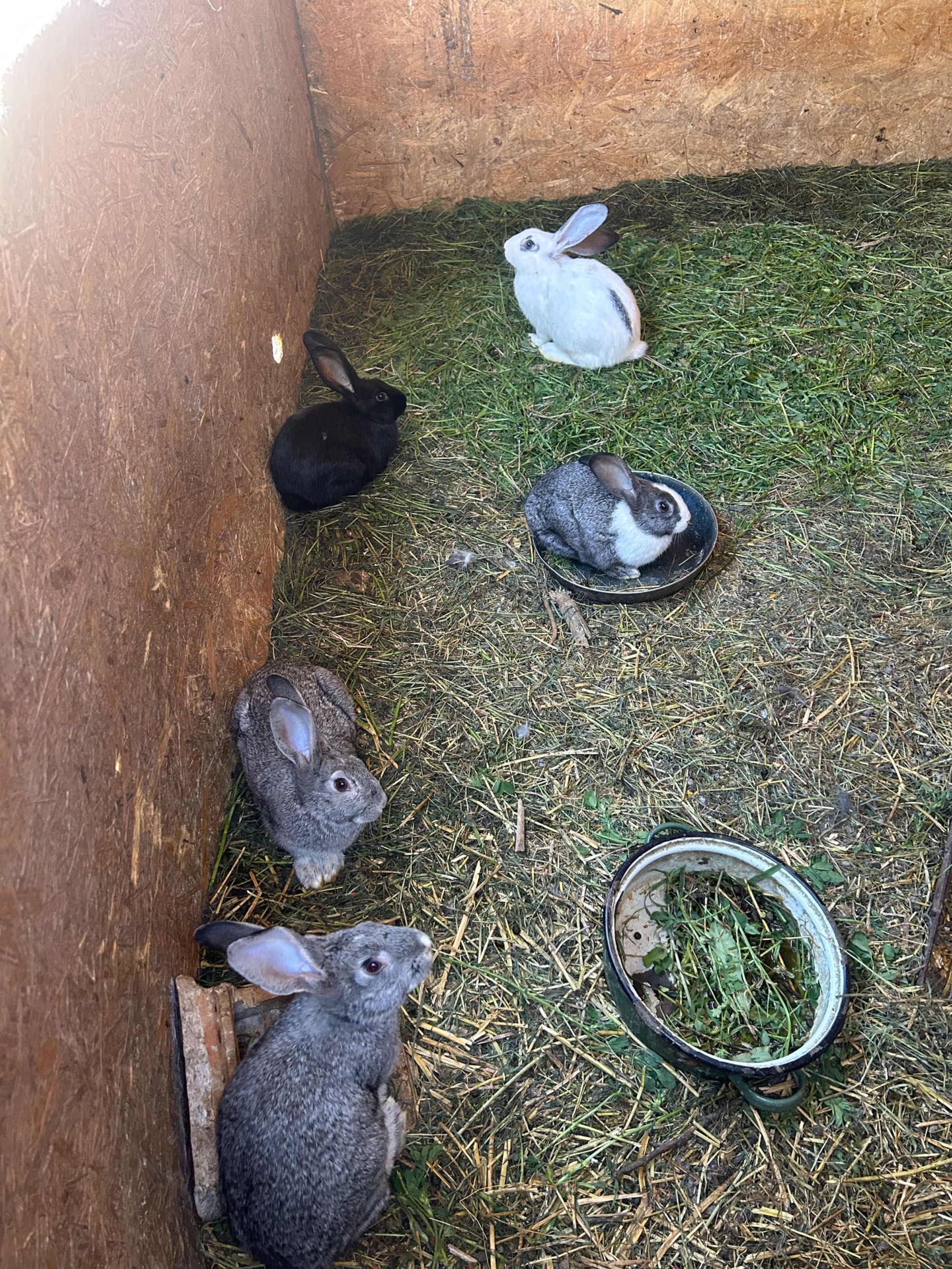 Iepurași de vânzare vârste diferite !
