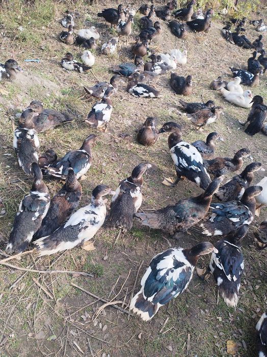 Rațe leșești crescute natural