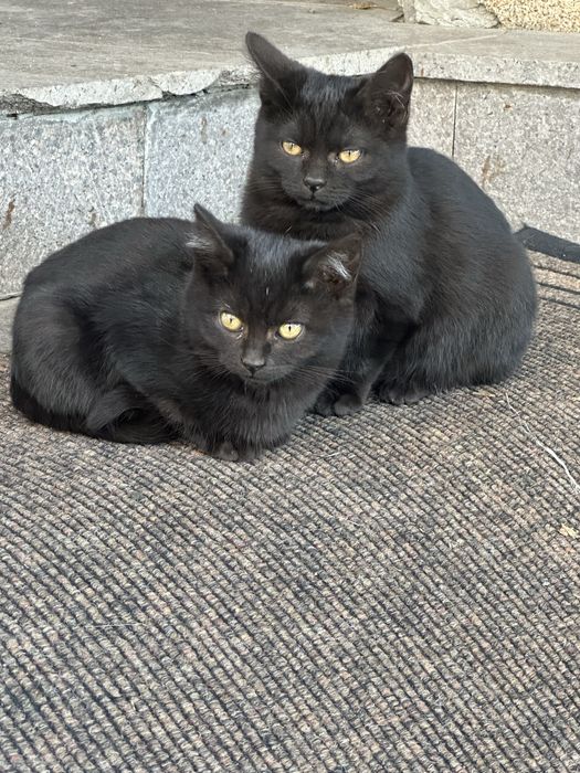 Отдам котят даром