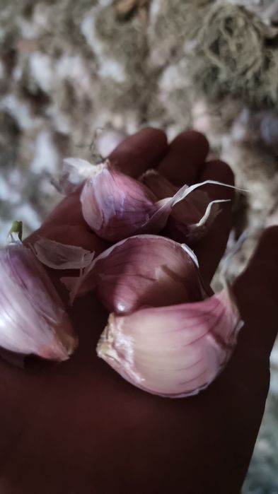 Usturoi de Copălau pentru sămânță și consum