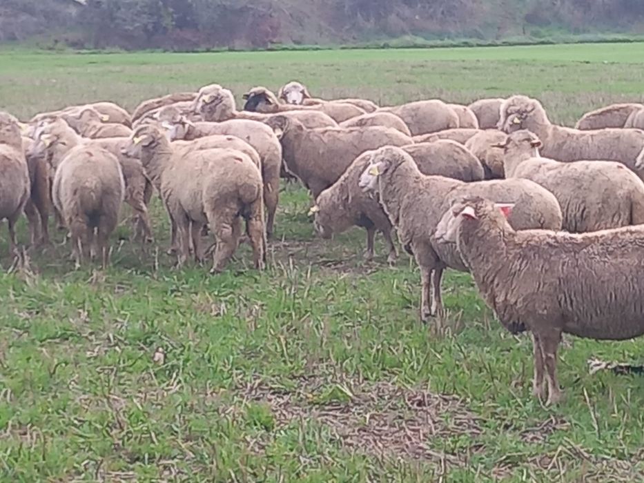 Vand 35 oi de prasil