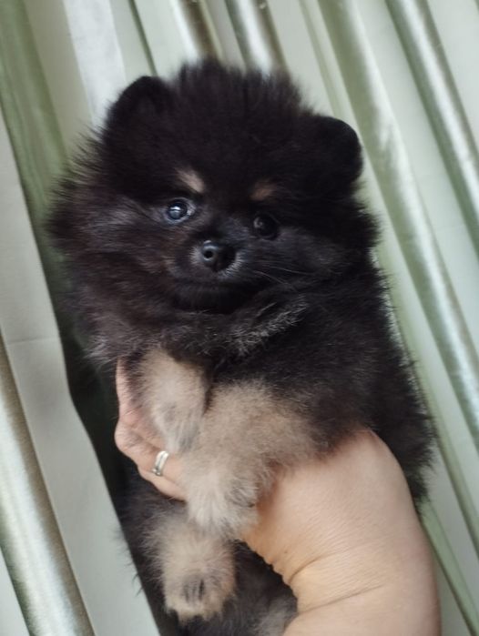 Щенки шпица мини