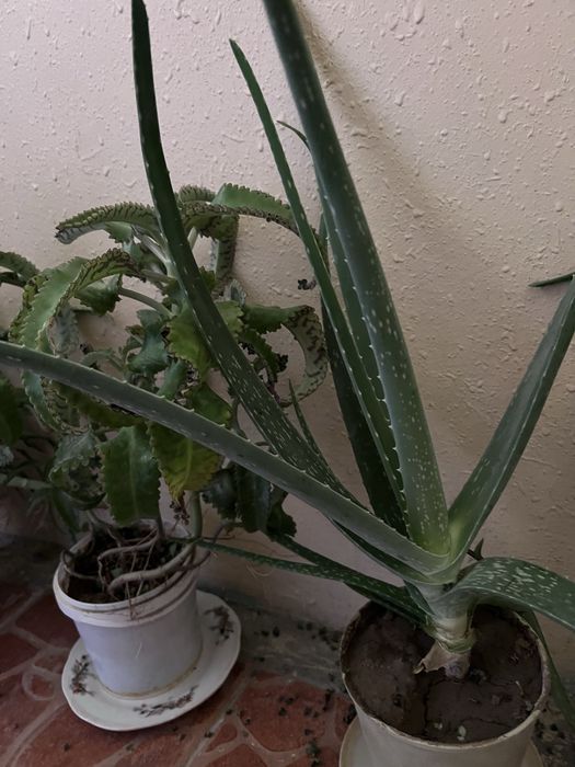 Алоэ  лекарственный, большой,15 летний и меньшего  возраста