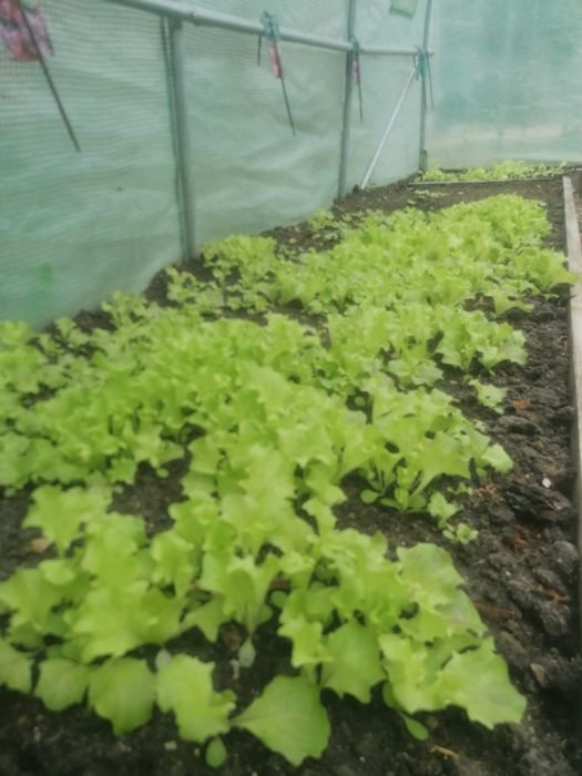 Разсад зелена салата
