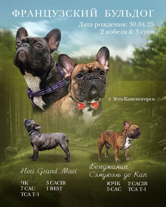 Французский бульдог