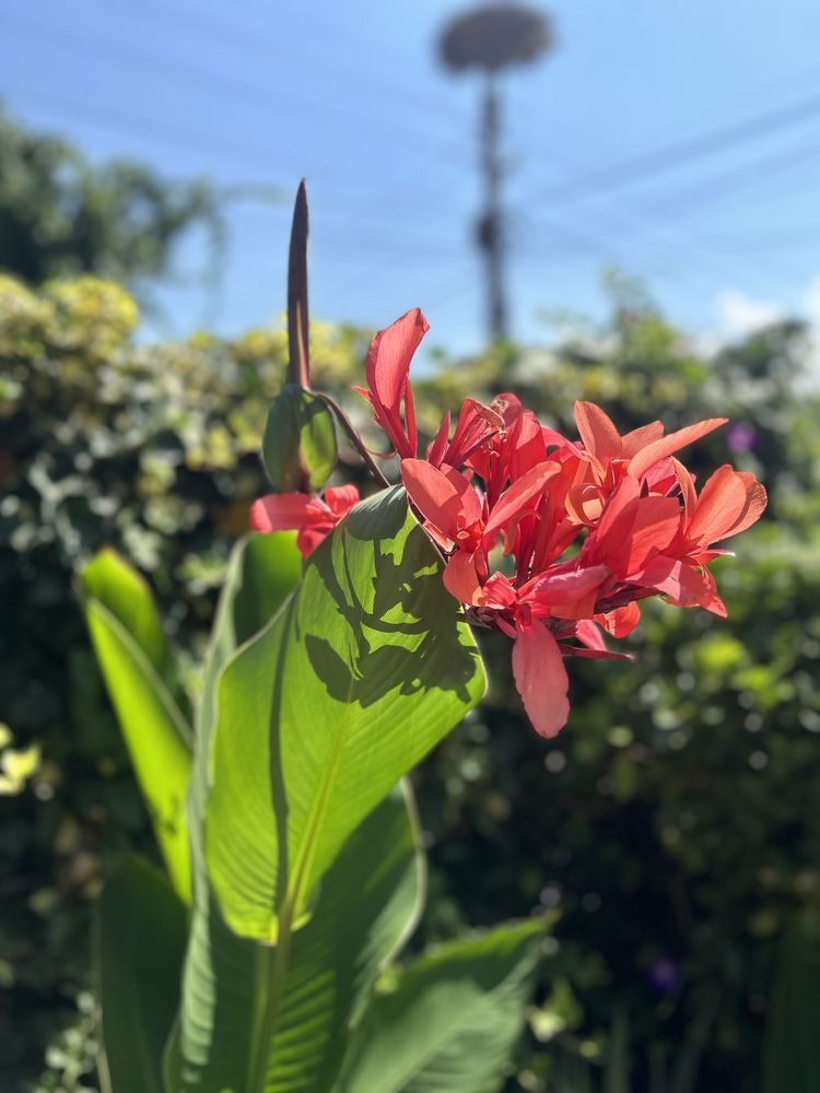 Canna indica 3 или повече броя луковици, в зависимост от размера