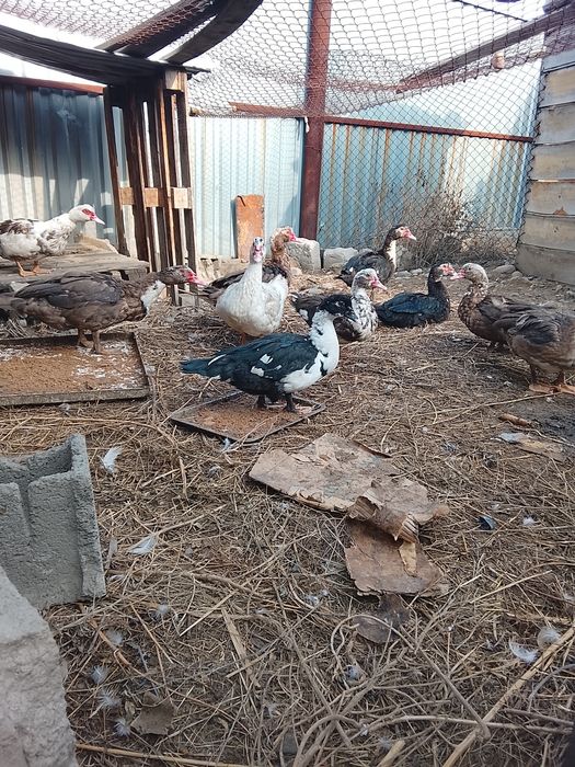 Продам жирных индауток