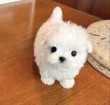 Bichon maltez mini toy