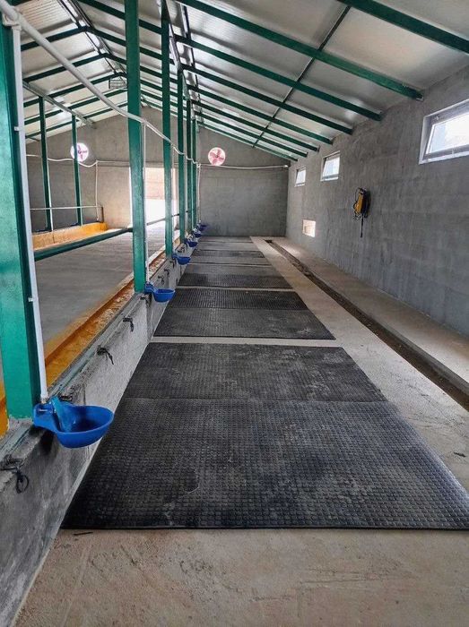 чорва молар учун резинка келди оптим нарда