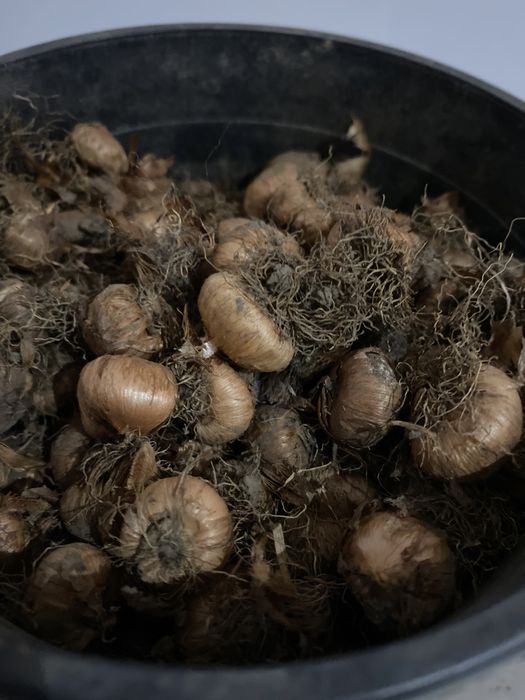 Arcade grătar  ,armate; BULBI  BRÂDUȘE