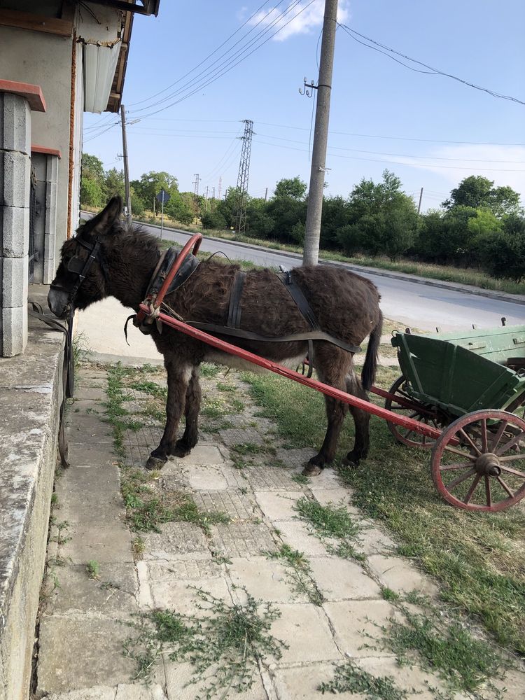 Мъжко магаре за работа