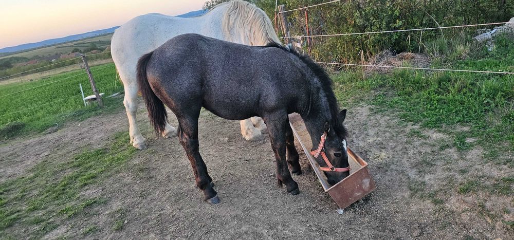 Vand iapa de 4 ani gestanta cu manza de 3 luni
