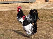 Cocos Lakenwelder