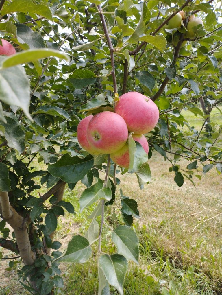 Продам яблоки.Стар эрли
