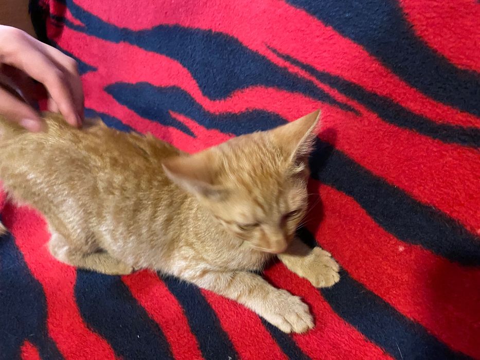 Dau spre adopție 4 pisicuțe adorabile!