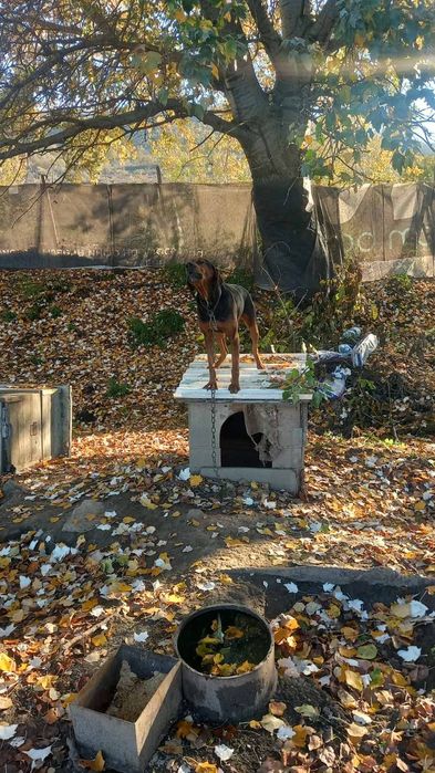 Продавам балканско гонче