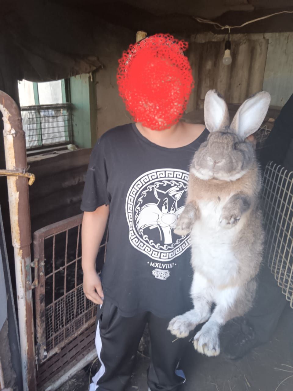 Продам крольчат  .