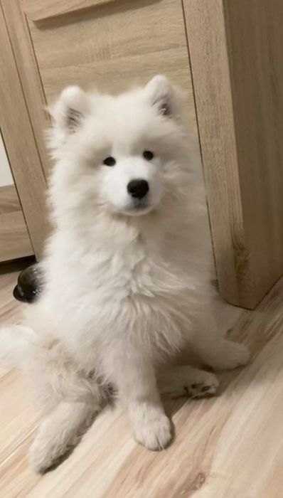 Самоедская собвка