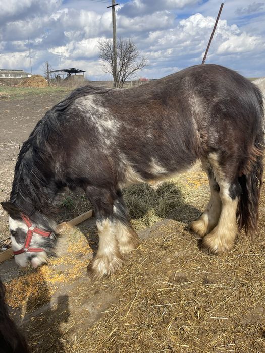 Vand manza gipsy vanner