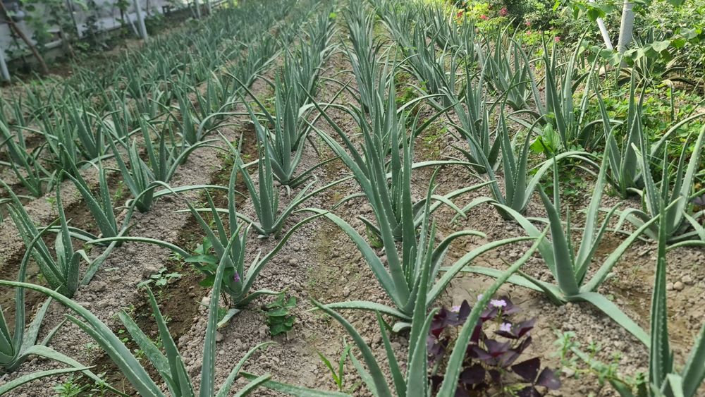 Aloe vera guli sotiladi.