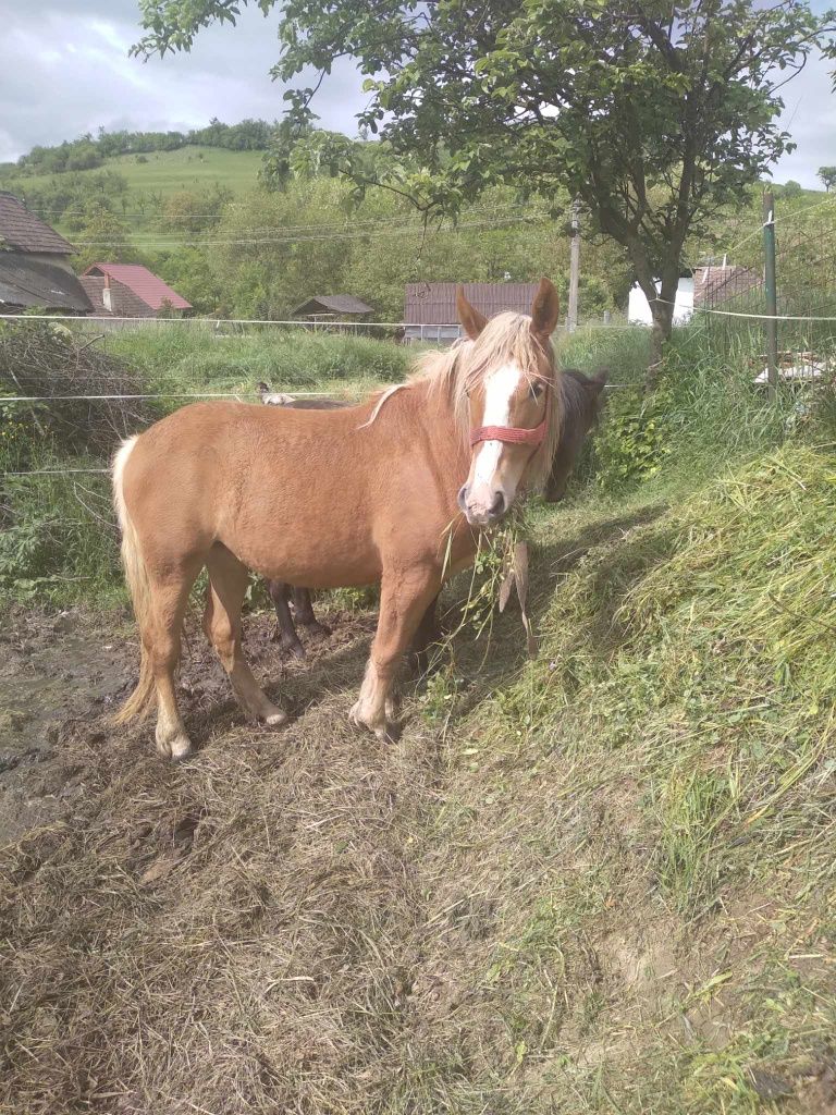 Mânzat blonda de 2 ani din cai buni tare