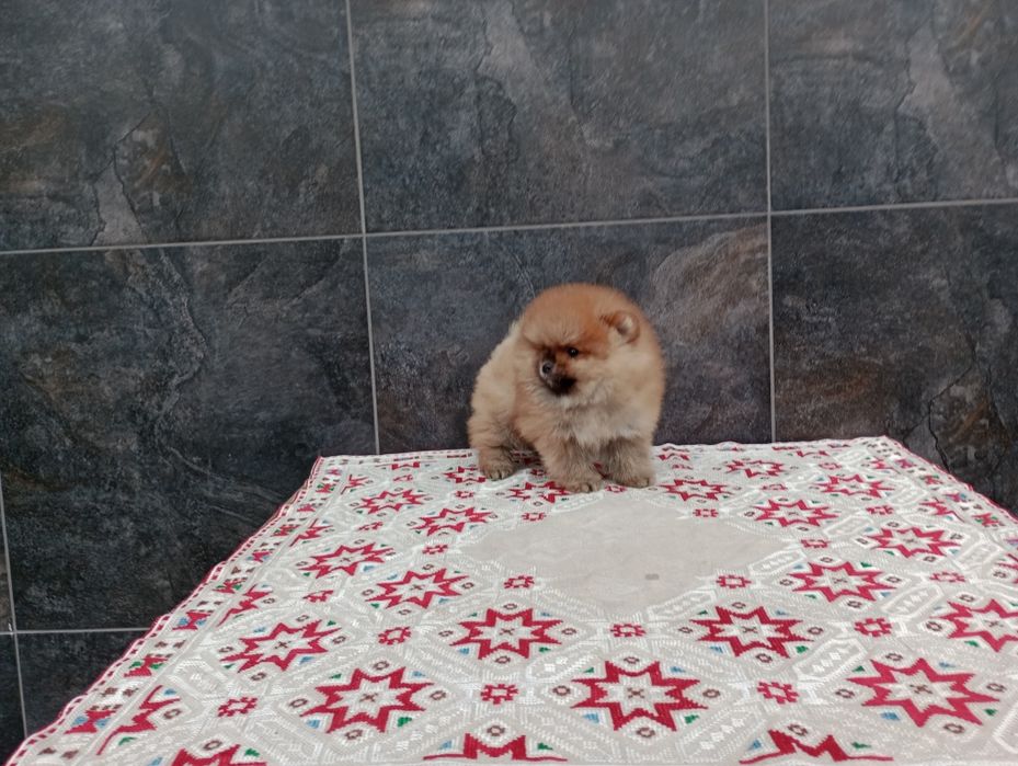 Мъжки Померан. Реални снимки!