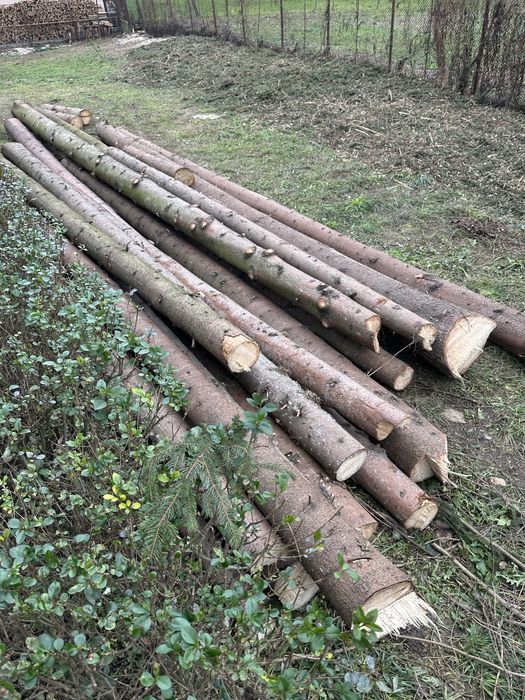 Vand busteni lemn de molid, brad