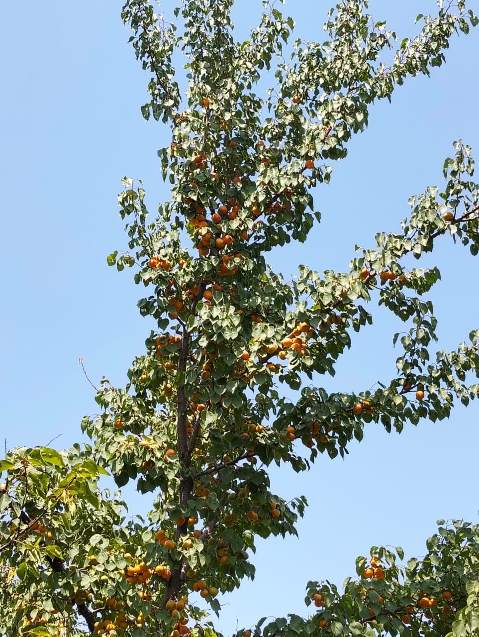Абрикосы,Apricot
