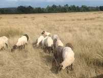 Oi metis suffolk cu texel