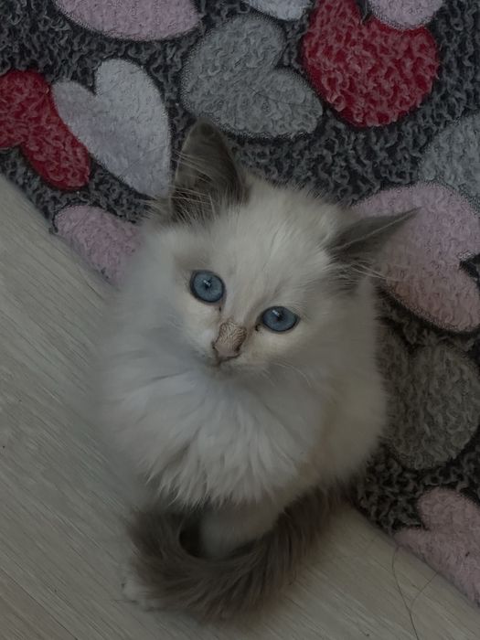 Ищем любящий дом для красивой кошки