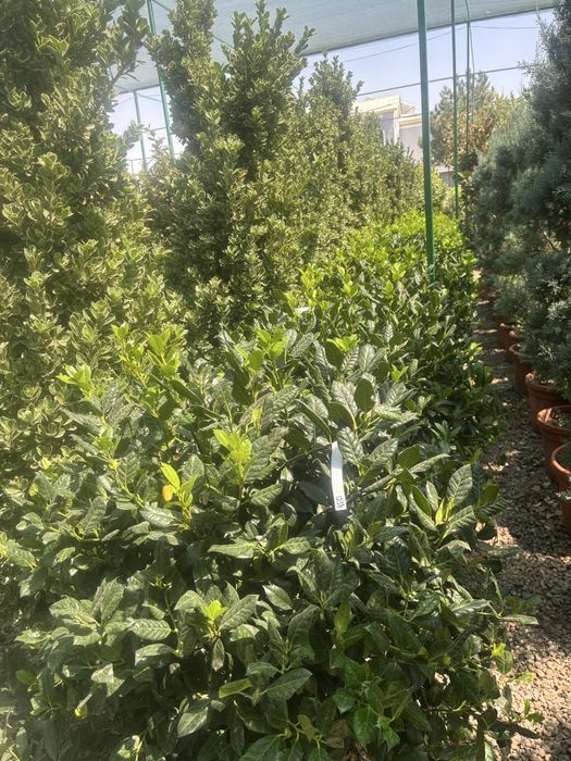 Садовник, обрезка деревьев, уход за садом. Посадка декоративных растен