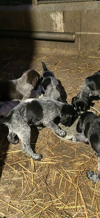 Дратхар кутрета , малки кученца дратхар