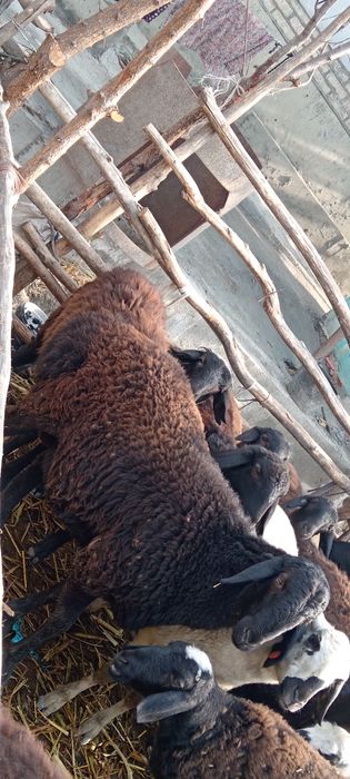 Quchqor sotlad yeb ichw zur