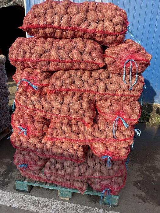 Ceapa , Cartof alb -rosu , morcovi , varza