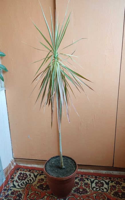 Цветок Драцена красная