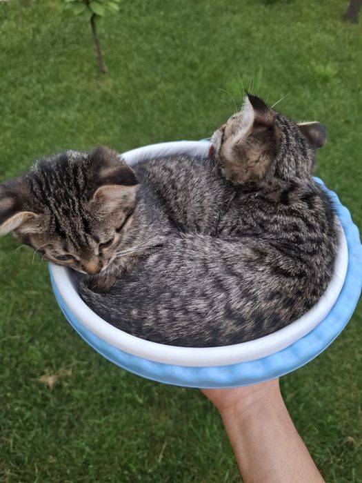 Mushuk bolalari sotiladi