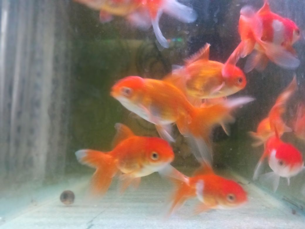 Akvarium baliqlari