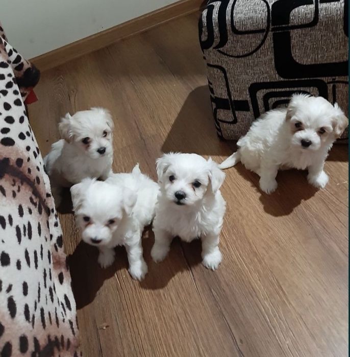 Donez cățeluși bichon