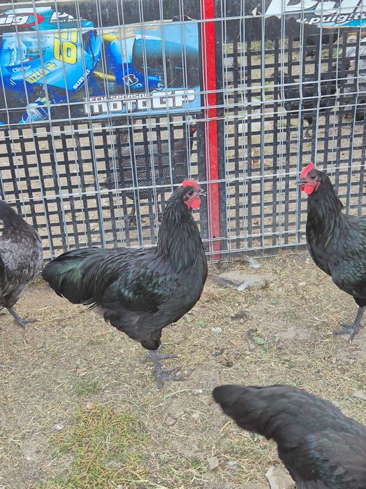 Vând cocoș rasa Australorp