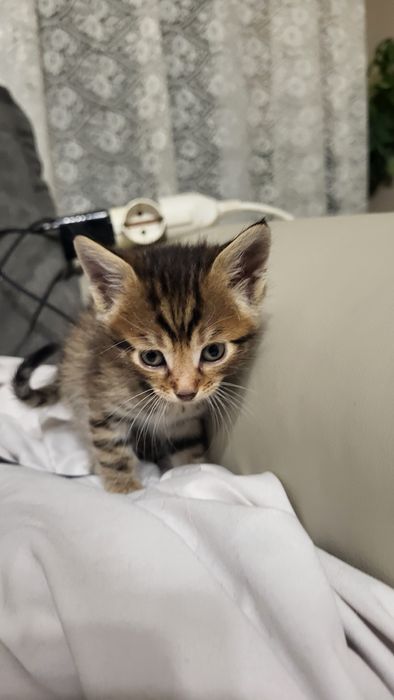2 котенца си търсят дом!