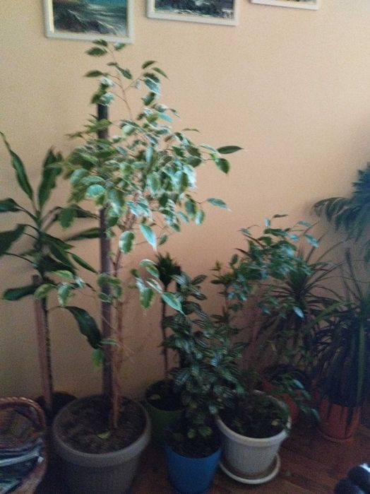 Продавам различни видове цветя