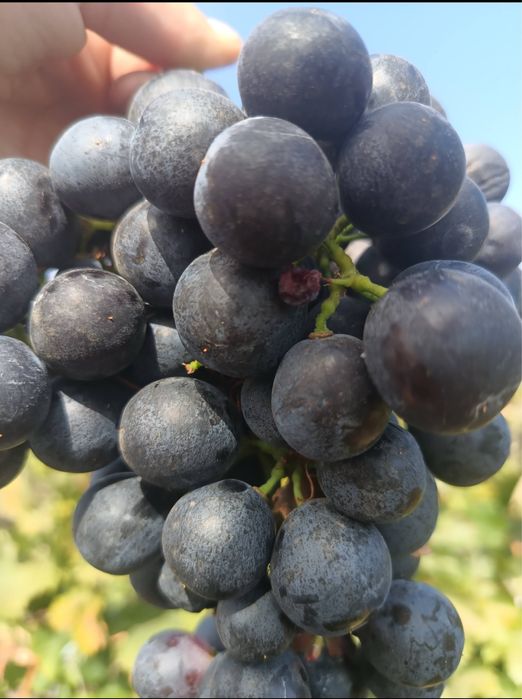 Vita de vie altoita soiuri de masa si de vin, plante altoite pret redu