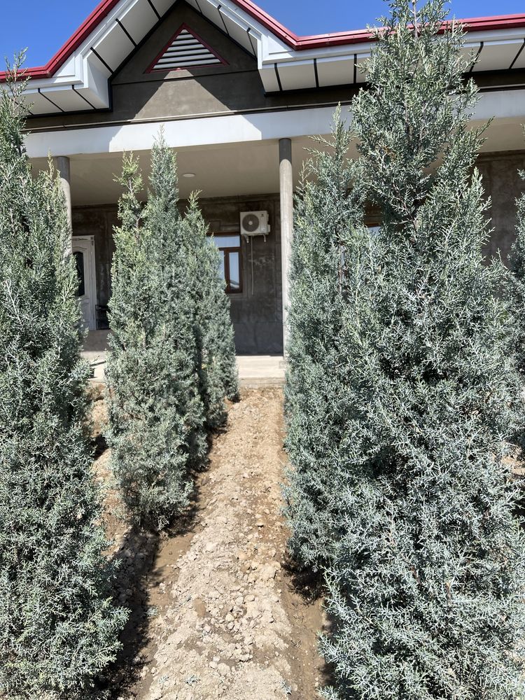 Aksiya Arizoniski kiparis sotiladi boyi 2m 100$, 2.5m 140$,3m 170$