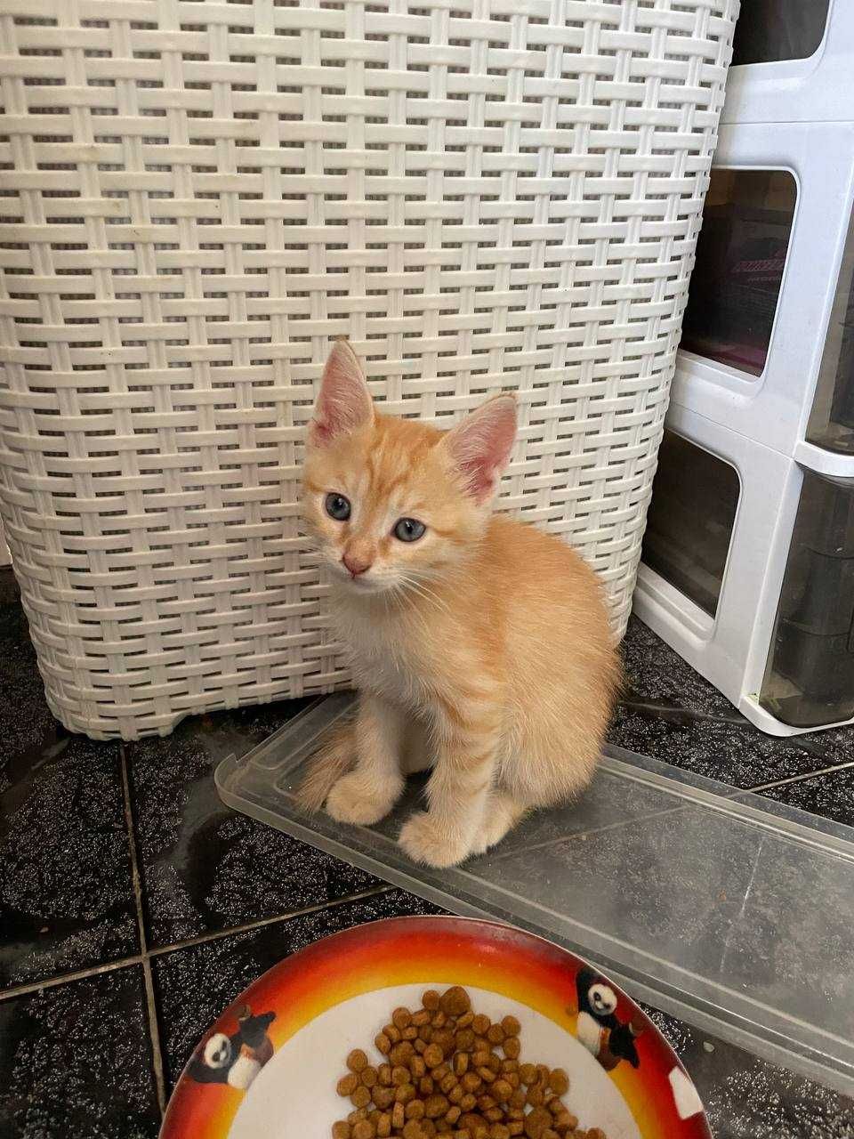 котенок в дар  в добрые руки